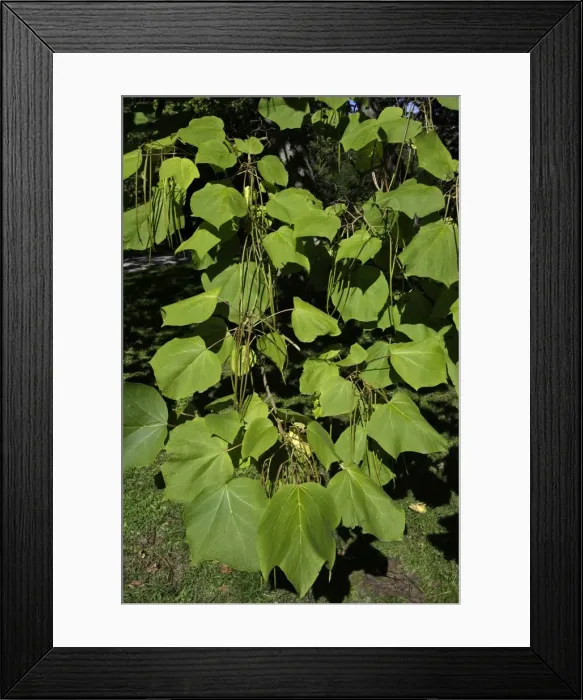 Framed Print : Indian Bean Tree - showing leaves and ripening bean pods, Lower Saxony, Germany Framed Print : Indian Bean Tree - showing leaves and ripening bean pods, Lower Saxony, Germany