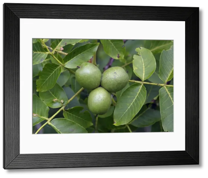 Framed Print : Walnut Tree - leaves and ripening fruits or nuts, Hessen, Germany Framed Print : Walnut Tree - leaves and ripening fruits or nuts, Hessen, Germany