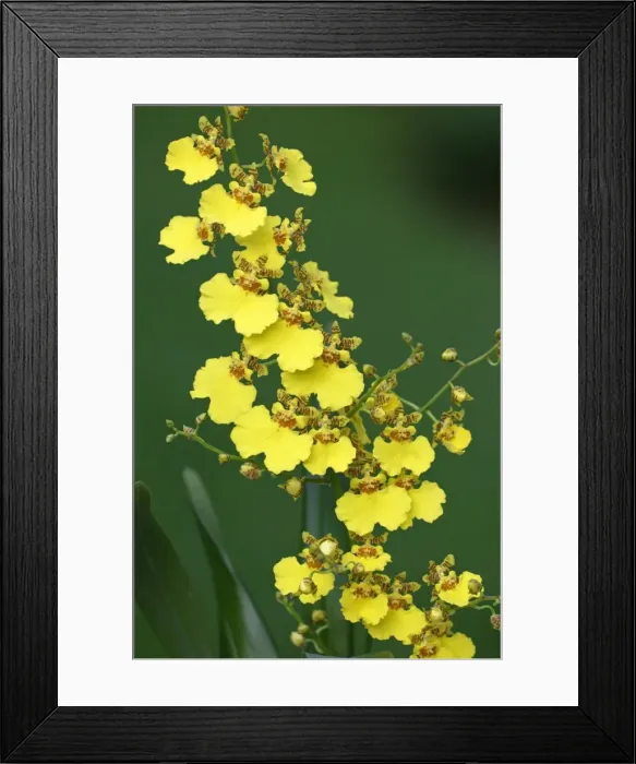 Framed Print : Hybrid Orchid - blossom, arboreal type, Hessen, Germany Framed Print : Hybrid Orchid - blossom, arboreal type, Hessen, Germany