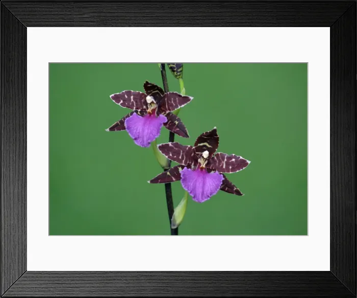 Framed Print : Hybrid Orchid - blossom, arboreal type, Hessen, Germany Framed Print : Hybrid Orchid - blossom, arboreal type, Hessen, Germany