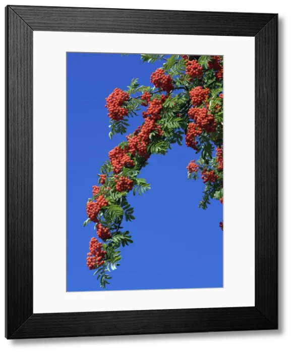 Framed Print : Mountain Ash or Rowan Tree - ripe berries on tree in autumn, Hessen, Germany Framed Print : Mountain Ash or Rowan Tree - ripe berries on tree in autumn, Hessen, Germany
