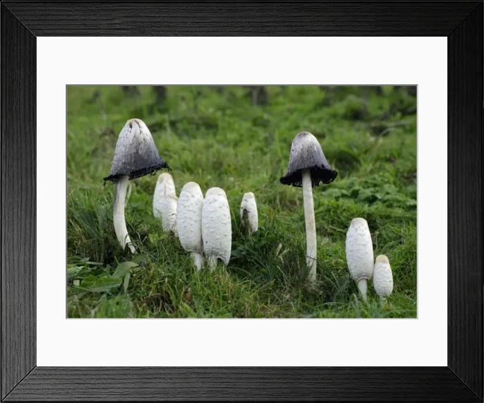 Framed Print : Shaggy Ink Cap - fungus growing on rough pasture land. Northumberland, UK Framed Print : Shaggy Ink Cap - fungus growing on rough pasture land. Northumberland, UK