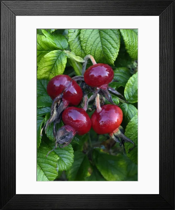 Framed Print : Rugosa Rose or Japanese Rose - ripened hips in autumn, Hessen, Germany Framed Print : Rugosa Rose or Japanese Rose - ripened hips in autumn, Hessen, Germany