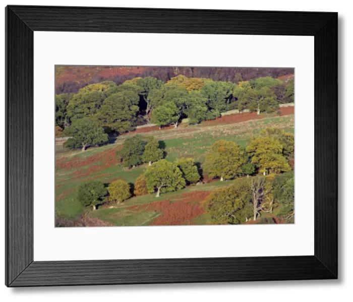 Framed Print : English Oak Trees - on moorland edge, in autumn. Otterburn, Northumberland, UK Framed Print : English Oak Trees - on moorland edge, in autumn. Otterburn, Northumberland, UK