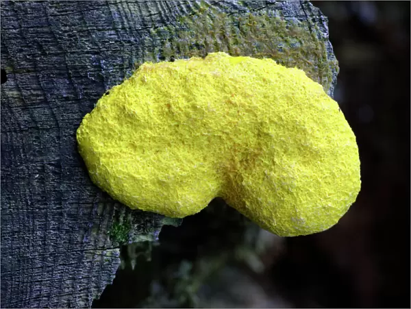 Yellow Slime Mold - growing on tree stump, Hessen, Germany