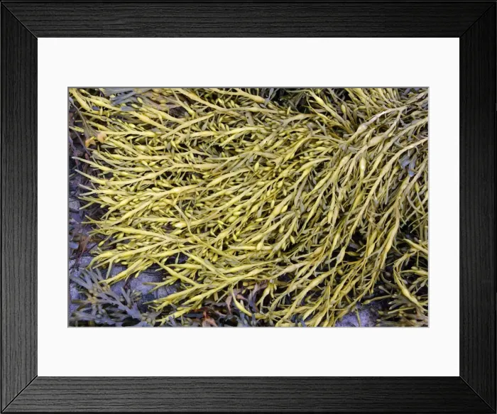 Framed Print : Seaweed - at low tide, showing air filled bladders. Northumberland, UK Framed Print : Seaweed - at low tide, showing air filled bladders. Northumberland, UK