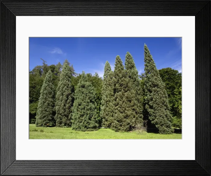 Framed Print : Wellingtonia or Giant Sequoia - row of mature trees in park, Hessen, Germany Framed Print : Wellingtonia or Giant Sequoia - row of mature trees in park, Hessen, Germany