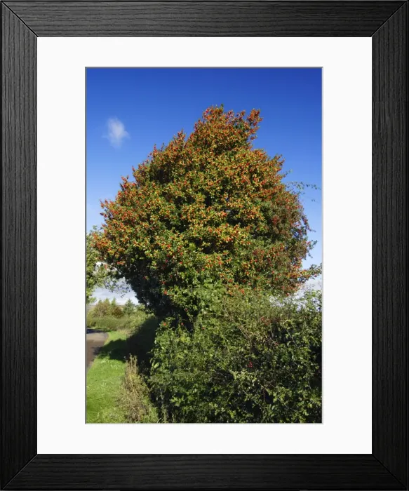Framed Print : Holly - tree in hedge with ripened berries in atumn, on country roadside, Northumberland, UK Framed Print : Holly - tree in hedge with ripened berries in atumn, on country roadside, Northumberland, UK