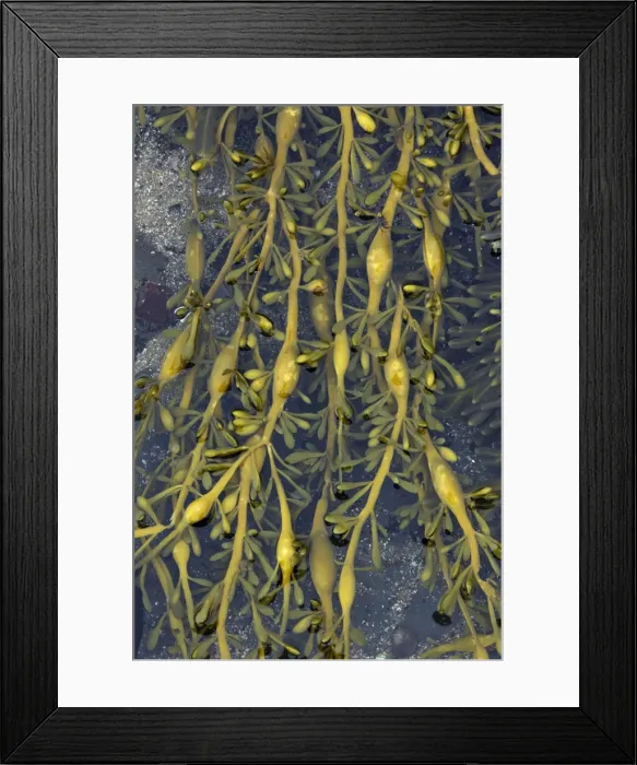Framed Print : Seaweed - at low tide, showing air filled bladders. Northumberland, UK Framed Print : Seaweed - at low tide, showing air filled bladders. Northumberland, UK