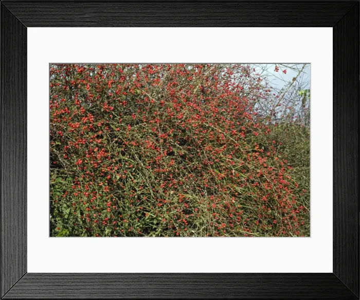 Framed Print : Rose Hips - fruits of Dog Rose in hedgerow, autumn. Northumberland, UK Framed Print : Rose Hips - fruits of Dog Rose in hedgerow, autumn. Northumberland, UK
