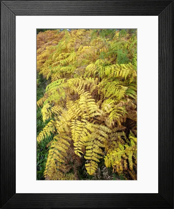 Framed Print : Bracken - fronds in autumn colour. Northumberland, UK Framed Print : Bracken - fronds in autumn colour. Northumberland, UK