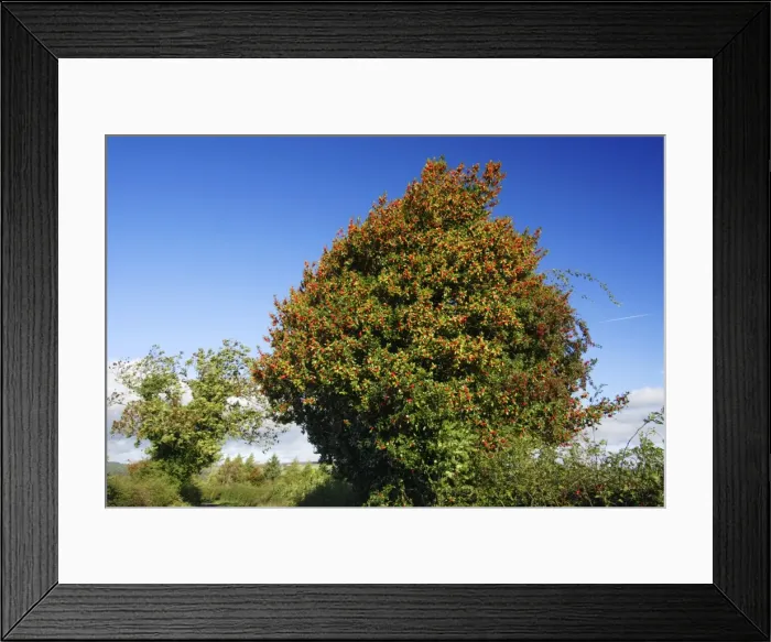 Framed Print : Holly - tree in hedge with ripened berries in autumn, on country roadside, Northumberland, UK