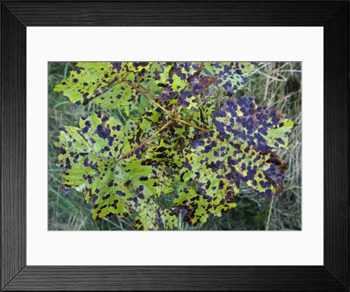 Framed Print : Fungus, Tar Spot (Rhytisma acerinum) - growing on Sycamore leaves, Hessen, Germany Framed Print : Fungus, Tar Spot (Rhytisma acerinum) - growing on Sycamore leaves, Hessen, Germany