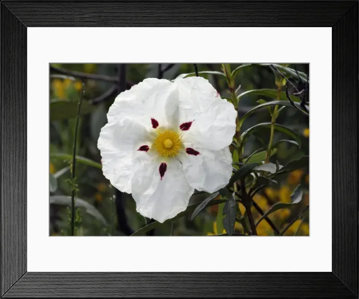 Framed Print : Gum Cistus - single blossom, Extremadura, Spain Framed Print : Gum Cistus - single blossom, Extremadura, Spain