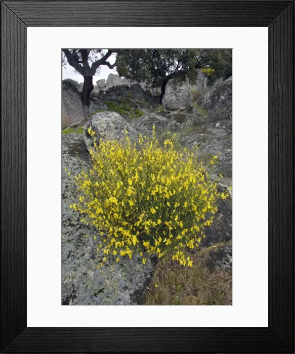 Framed Print : Broom - in flower, Extremadura, Spain Framed Print : Broom - in flower, Extremadura, Spain