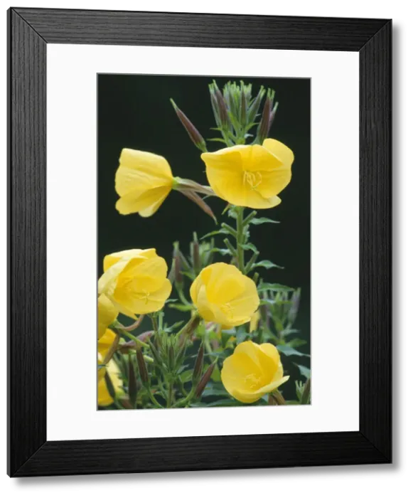 Framed Print : Evening Primrose Framed Print : Evening Primrose
