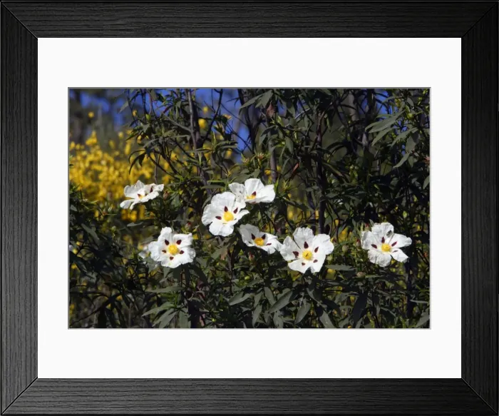 Framed Print : Gum Cistus - flowering bush, Extremadura, Spain