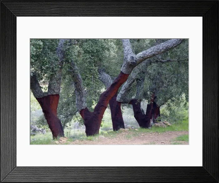 Framed Print : Cork Oak - trees with stripped stems, Extremadura, Spain Framed Print : Cork Oak - trees with stripped stems, Extremadura, Spain