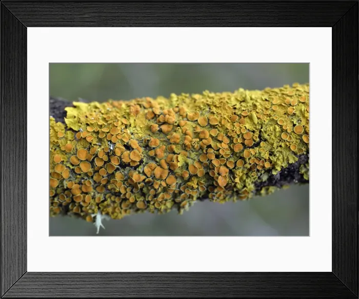 Framed Print : Lichen - on branch, Extremadura, Spain Framed Print : Lichen - on branch, Extremadura, Spain