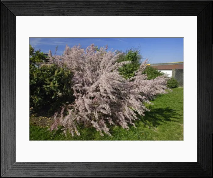 Framed Print : Tamarix - in flower, on motorway side, Germany Framed Print : Tamarix - in flower, on motorway side, Germany