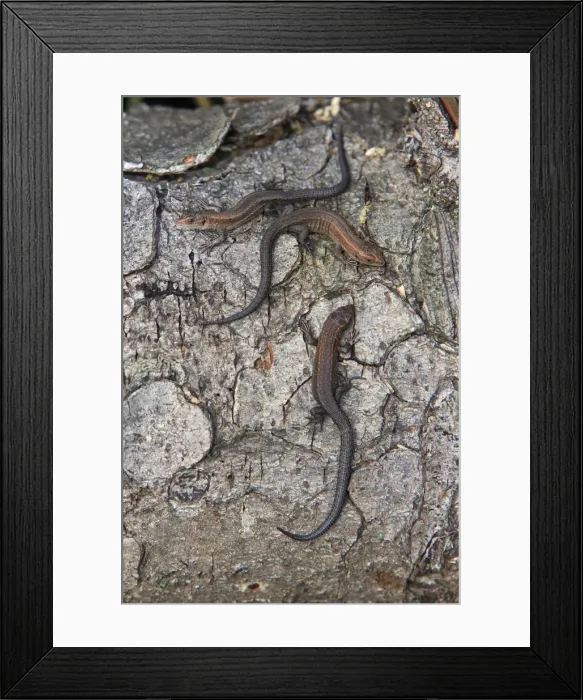 Framed Print : Common or Viviparous Lizard - 3 young reptiles basking in the sun on a log, Lower Saxony, Germany Framed Print : Common or Viviparous Lizard - 3 young reptiles basking in the sun on a log, Lower Saxony, Germany