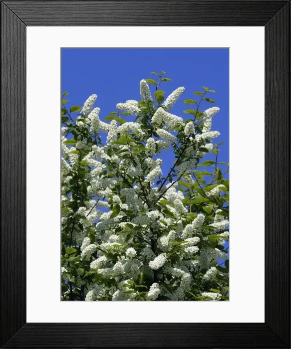 Framed Print : Bird Cherry Blossom - Lower Saxony, Germany Framed Print : Bird Cherry Blossom - Lower Saxony, Germany