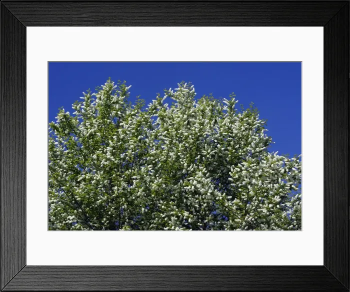 Framed Print : Bird Cherry Blossom - Lower Saxony, Germany Framed Print : Bird Cherry Blossom - Lower Saxony, Germany