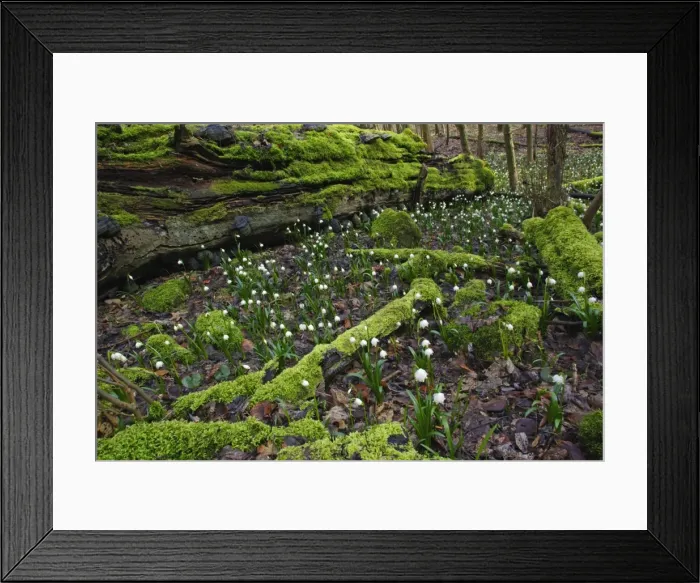 Framed Print : Summer Snowflake - flowering in deciduous woodland, Hessen, Germany Framed Print : Summer Snowflake - flowering in deciduous woodland, Hessen, Germany