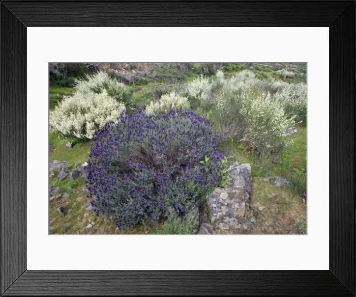 Framed Print : French Lavender and White Broom (Lygos raetam) - Extremadura, Spain Framed Print : French Lavender and White Broom (Lygos raetam) - Extremadura, Spain