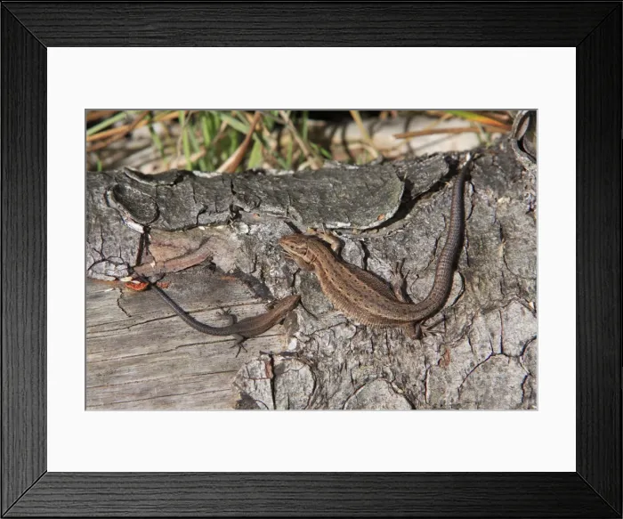 Framed Print : Common or Viviparous Lizard - adult and young reptile, basking in the sun on a log, Lower Saxony Germany Framed Print : Common or Viviparous Lizard - adult and young reptile, basking in the sun on a log, Lower Saxony Germany