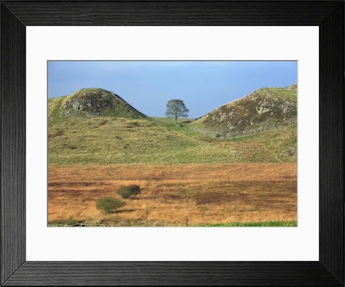 Framed Print : Hadrian's Wall - Sycamore Gap, beside Steel Rig, view from Military Road looking north, Northumberland National Park, autumn, England Framed Print : Hadrian's Wall - Sycamore Gap, beside Steel Rig, view from Military Road looking north, Northumberland National Park, autumn, England