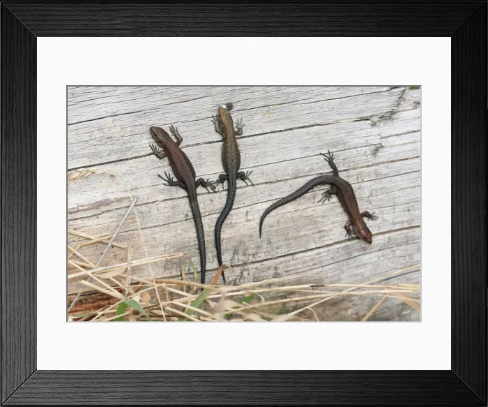 Framed Print : Common or Viviparous Lizard - 3 young reptiles basking in the sun on a log, Lower Saxony, Germany Framed Print : Common or Viviparous Lizard - 3 young reptiles basking in the sun on a log, Lower Saxony, Germany