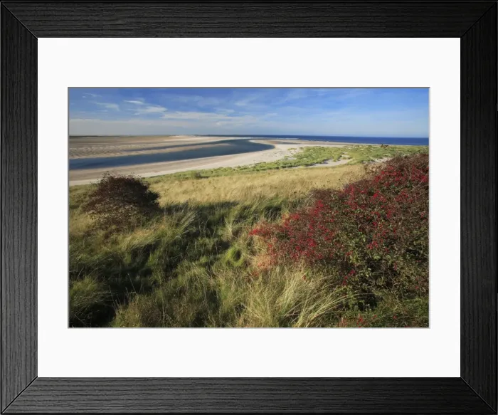 Framed Print : Budle Bay Wildfowl Reserve - Budle Point in autumn, Northumberland National Park, England Framed Print : Budle Bay Wildfowl Reserve - Budle Point in autumn, Northumberland National Park, England