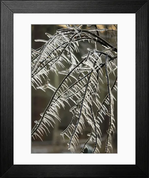 Framed Print : Ice Rain - icicles on tree branches, Lower Saxony, Germany Framed Print : Ice Rain - icicles on tree branches, Lower Saxony, Germany