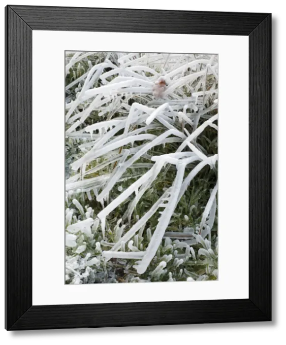 Framed Print : Ice Rain - on grass, Lower Saxony, Germany