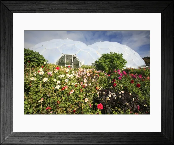 Framed Print : Eden Project - Biome and autumn Dahlias, Bodelva, St Austell, Cornwall Framed Print : Eden Project - Biome and autumn Dahlias, Bodelva, St Austell, Cornwall