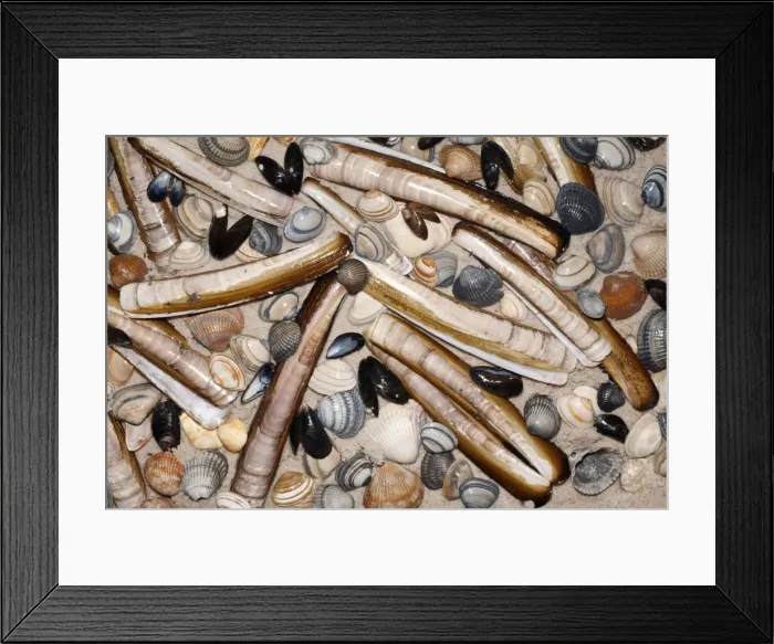 Framed Print : Mixed Shells - Razor shells, Baltic Tellin shells (Macoma balthica) Common Mussel shells (Mytilus edulis), and Common Cockles (Cerastoderma edula) North Sea, Island of Texel, Holland Framed Print : Mixed Shells - Razor shells, Baltic Tellin shells (Macoma balthica) Common Mussel shells (Mytilus edulis), and Common Cockles (Cerastoderma edula) North Sea, Island of Texel, Holland