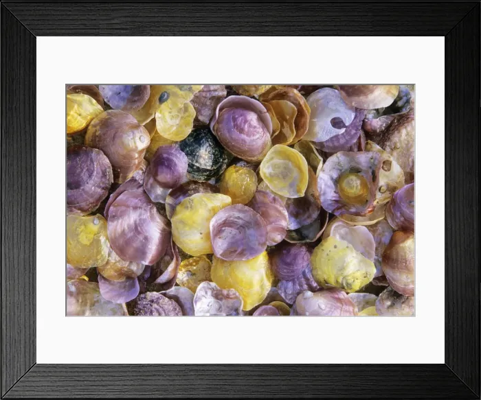 Framed Print : Shiny Atlantic Shells - Coto Donana National Park, Andalucia, South Spain Framed Print : Shiny Atlantic Shells - Coto Donana National Park, Andalucia, South Spain