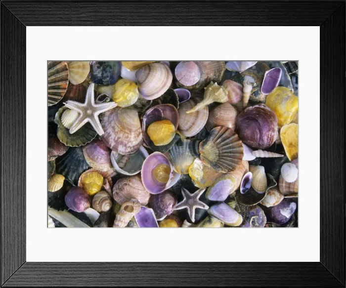 Framed Print : Atlantic Mixed Shells - and starfish, on beach in Coto Donana National Park, Andalucia, South Spain Framed Print : Atlantic Mixed Shells - and starfish, on beach in Coto Donana National Park, Andalucia, South Spain
