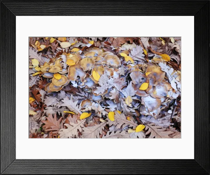 Framed Print : Honey Fungus - caps with spores, on autumn leaf litter, Hessen, Germany