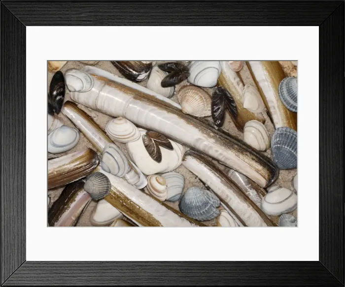 Framed Print : Mixed Shells - Razor shells, Baltic Tellin shells (Macoma balthica) and Common Mussel shells (Mytilus edulis), North Sea, Island of Texel, Holland