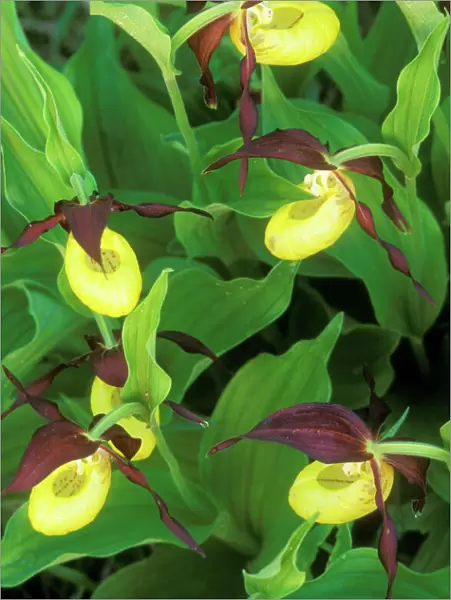 Lady's Slipper Orchid