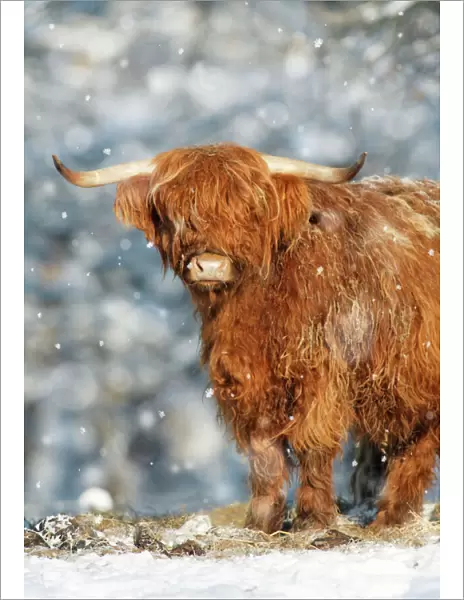 Scottish Highland Bull - in snow, Lower Saxony, Germany Digital Manipulation: added falling snow, removed dark areas