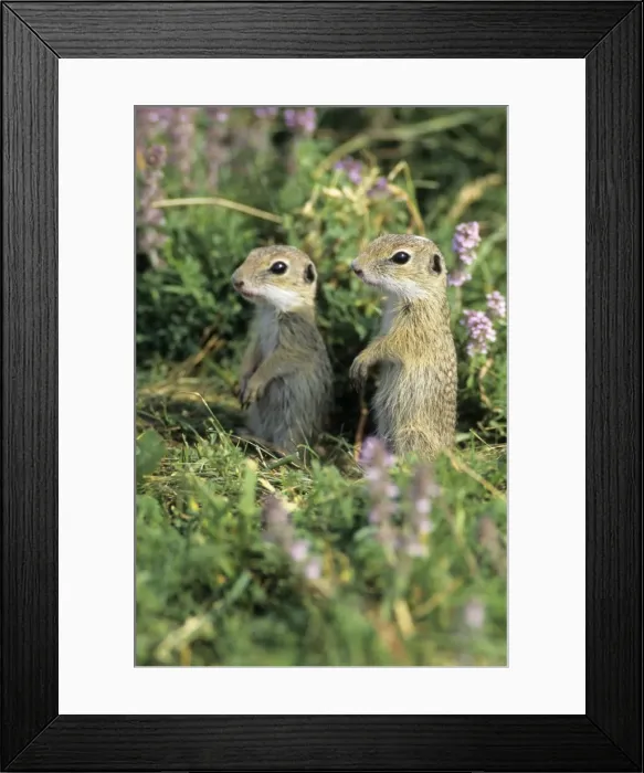Framed Print : European Suslik / Souslik - 2 baby animals standing on back legs, alert, Neusiedleersee National Park, Lower Austria Framed Print : European Suslik / Souslik - 2 baby animals standing on back legs, alert, Neusiedleersee National Park, Lower Austria