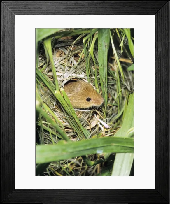 Framed Print : Harvest Mouse - at entrance hole of nest, built between grass stalks, Lower Saxony, Germany Framed Print : Harvest Mouse - at entrance hole of nest, built between grass stalks, Lower Saxony, Germany