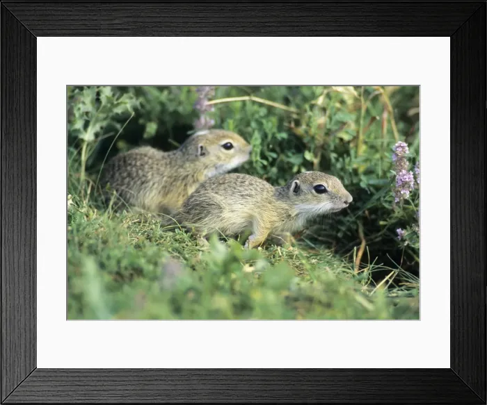 Framed Print : European Suslik / Souslik - 2 young animals beside burrow entrance, Neusiedleersee National Park, Lower Austria Framed Print : European Suslik / Souslik - 2 young animals beside burrow entrance, Neusiedleersee National Park, Lower Austria