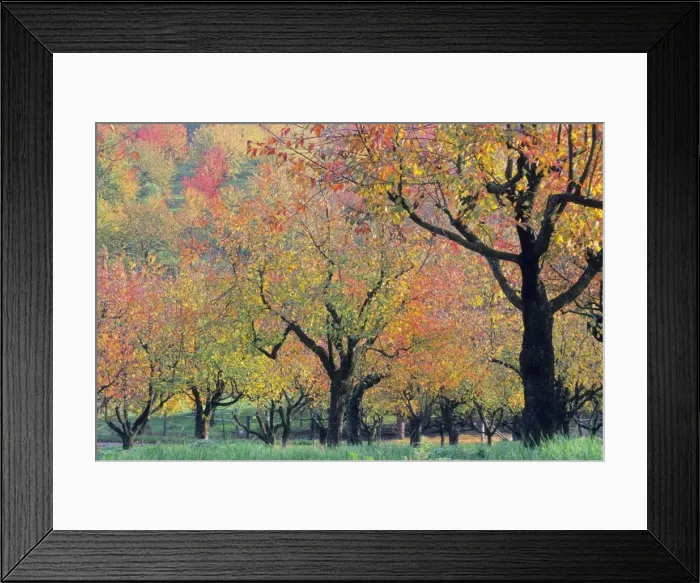 Framed Print : Cherry Trees - orchard trees in autumn colour, Lower Saxony, Germany Framed Print : Cherry Trees - orchard trees in autumn colour, Lower Saxony, Germany