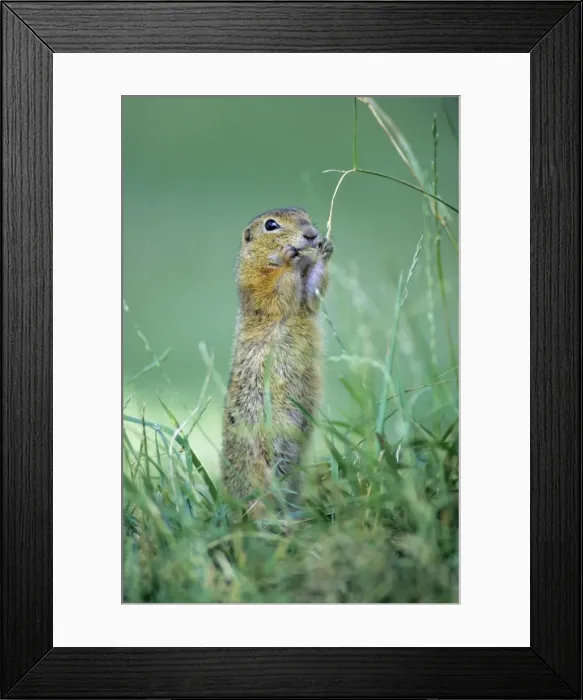 Framed Print : European Suslik / Souslik - nibbling grass seeds, standing upright, Neusiedleersee National Park, Lower Austria Framed Print : European Suslik / Souslik - nibbling grass seeds, standing upright, Neusiedleersee National Park, Lower Austria