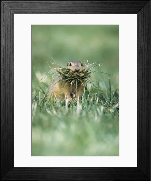 Framed Print : European Suslik / Souslik - female collecting grass to line burrow with, Neusiedleersee National Park, Lower Austria Framed Print : European Suslik / Souslik - female collecting grass to line burrow with, Neusiedleersee National Park, Lower Austria
