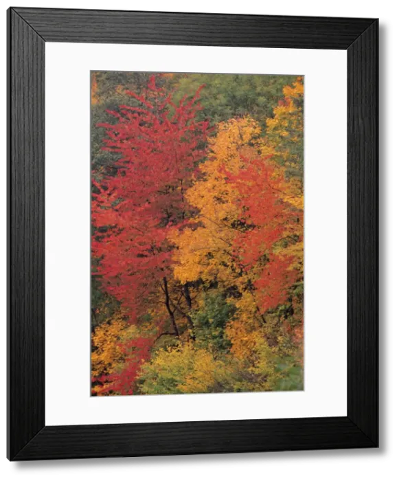Framed Print : Wild Cherry - trees in autumn colour, Lower Saxony, Germany Framed Print : Wild Cherry - trees in autumn colour, Lower Saxony, Germany